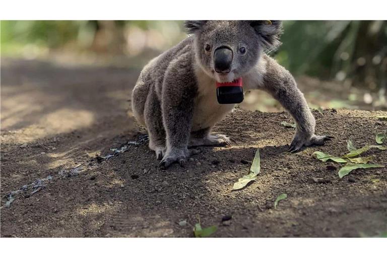 Koalas sind bedroht - etwa durch die Rodung von Bäumen, wie eine Studie nun herausfand.