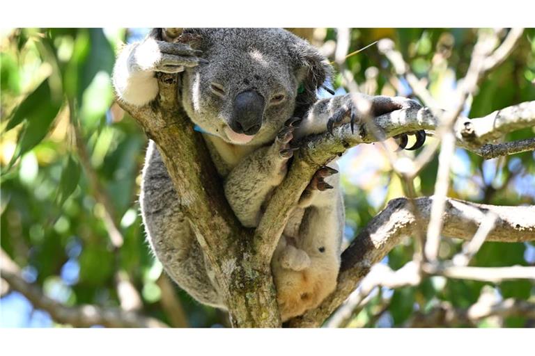 Koalas sind in Australien immer mehr bedroht - auch wegen Chlamydien.