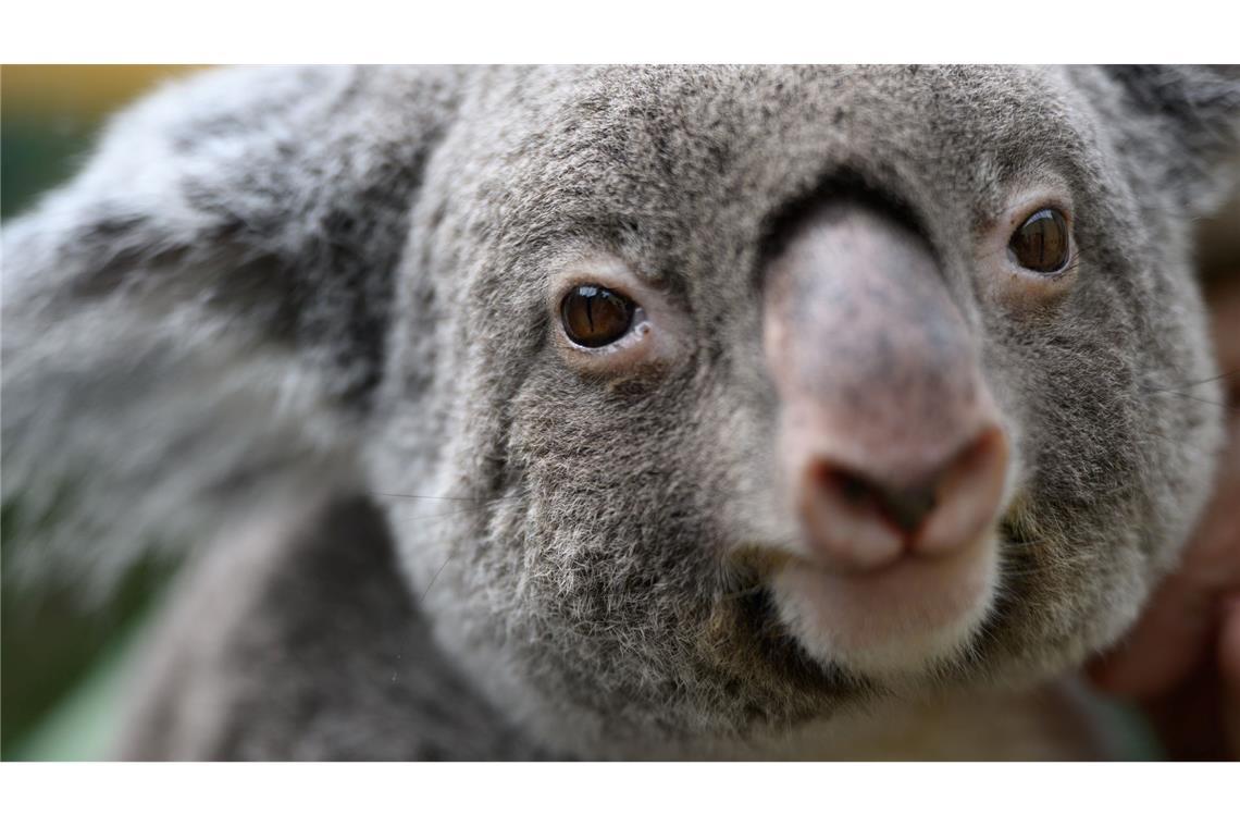 Australien schafft riesigen Nationalpark für Tausende Koalas Koalas sind vielerorts in Australien stark bedroht. (Archivbild)