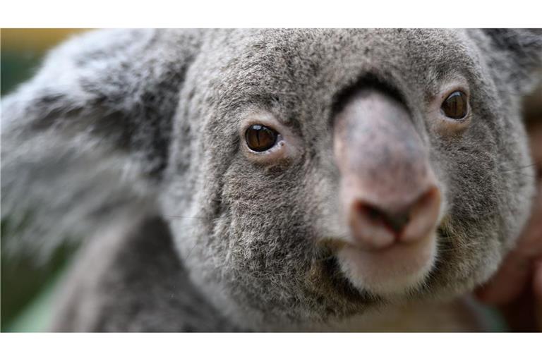 Koalas sind vielerorts in Australien stark bedroht. (Archivbild)