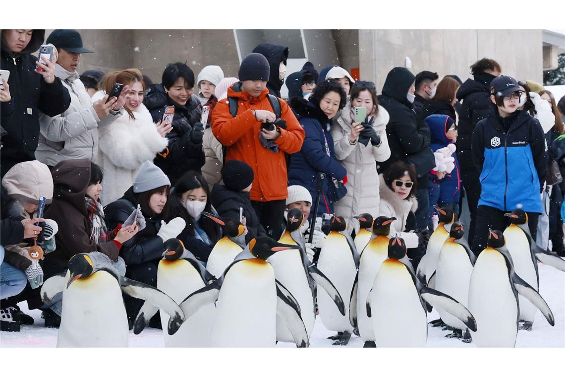 Königspinguine marschieren für Zoo-Parade in Hokkaido