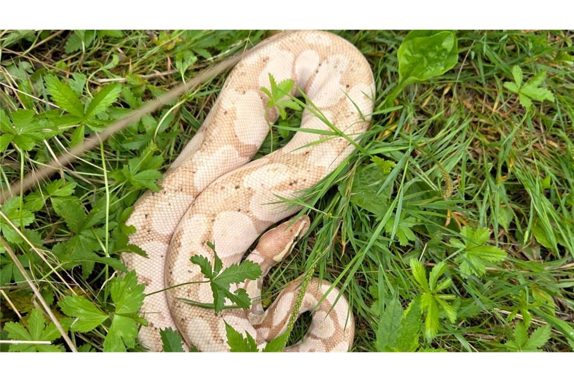 Spaziergängerin entdeckt Königspython Königspython in Niederbayern gefunden