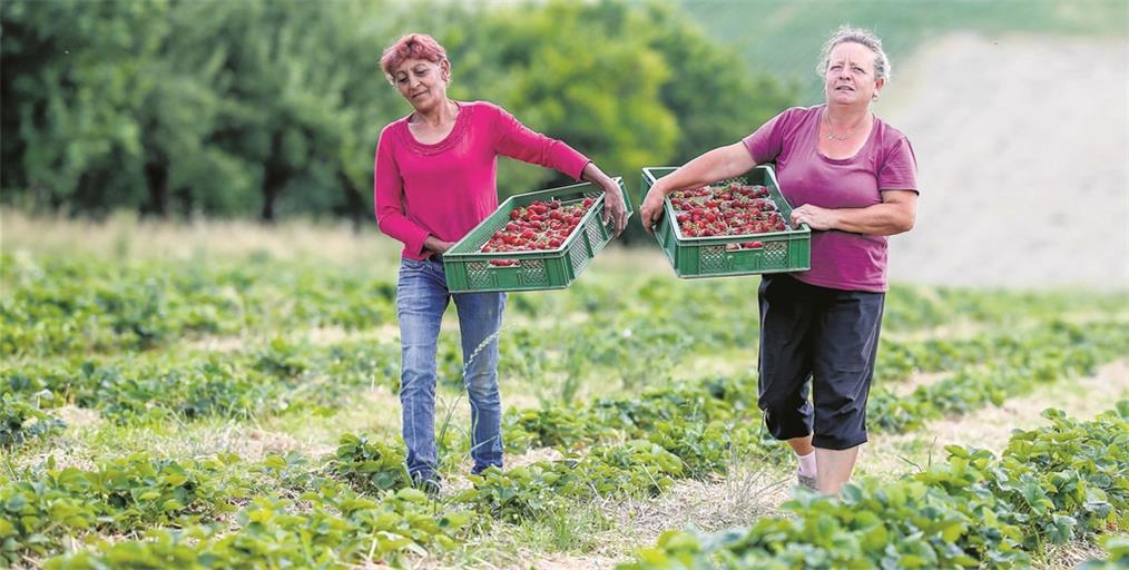 Körperlich anstrengende Arbeit bei großer Hitze: Die Erntehelferinnen der Bioland-Gärtnerei Dänzer in Backnang haben in diesem Jahr besonders viel zu tun. Fotos: A. Becher