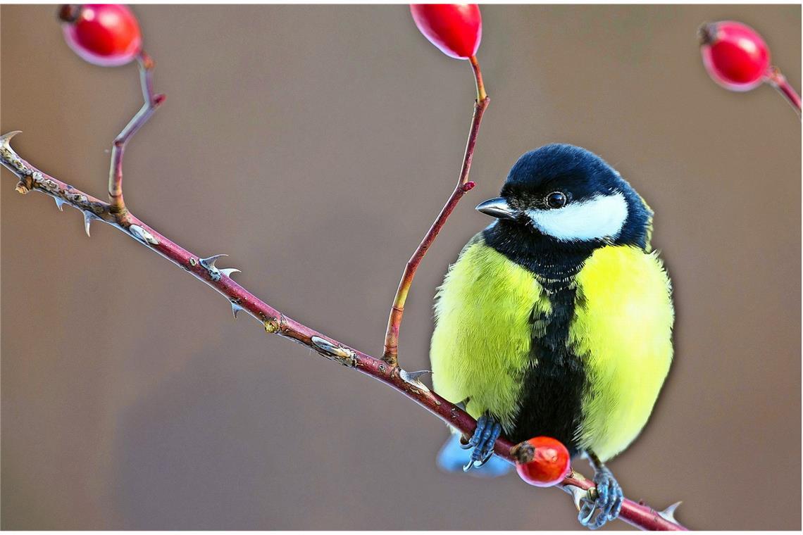 Kohlmeise (Parus major).