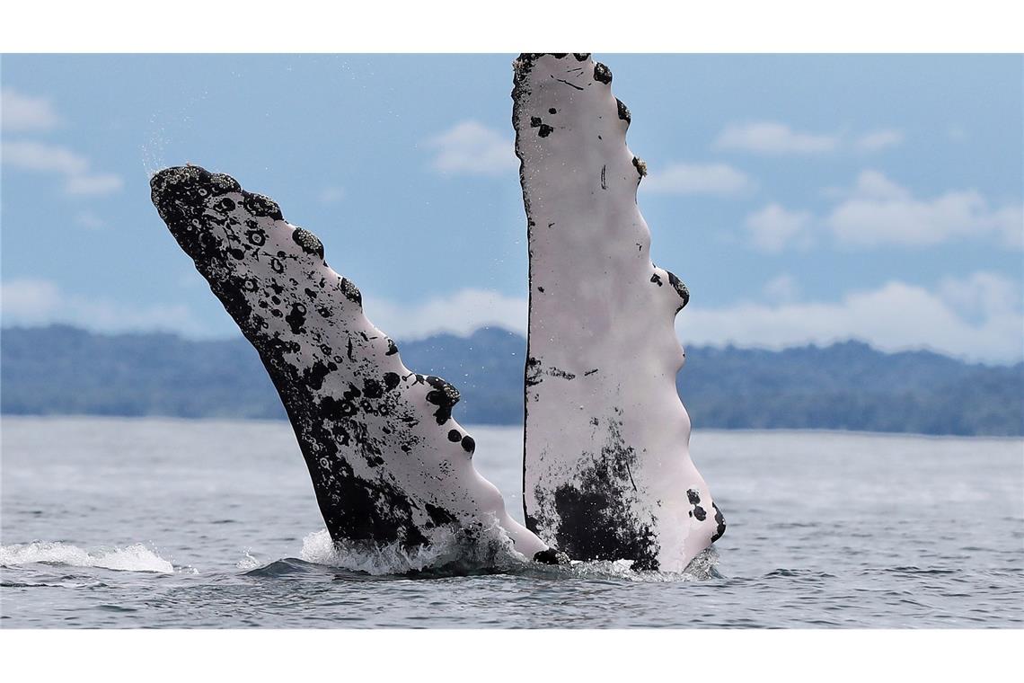 Kolumbien: Buckelwal-Spektakel in Bahía Málaga – Giganten brechen vor der Pazifikküste aus dem Wasser