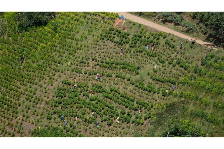 Kolumbien ist der größte Kokainproduzent der Welt. (Archivbild)
