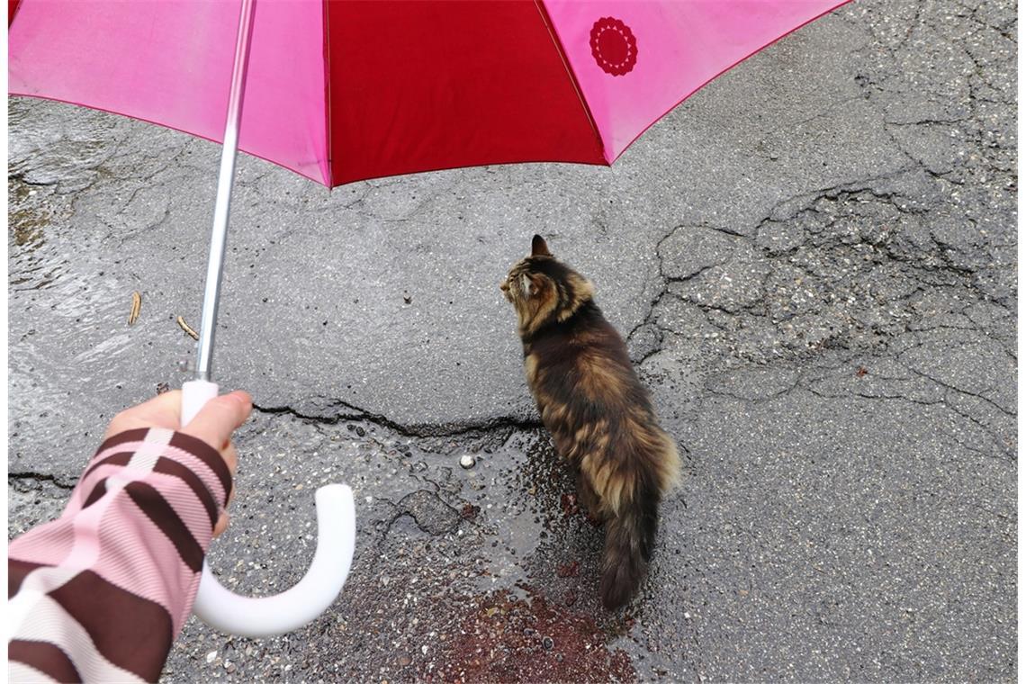 Wann kommt der Sommer zurück? Kommt der Sommer bald wieder?