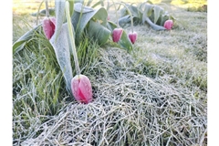 Kommt nochmal Frost?