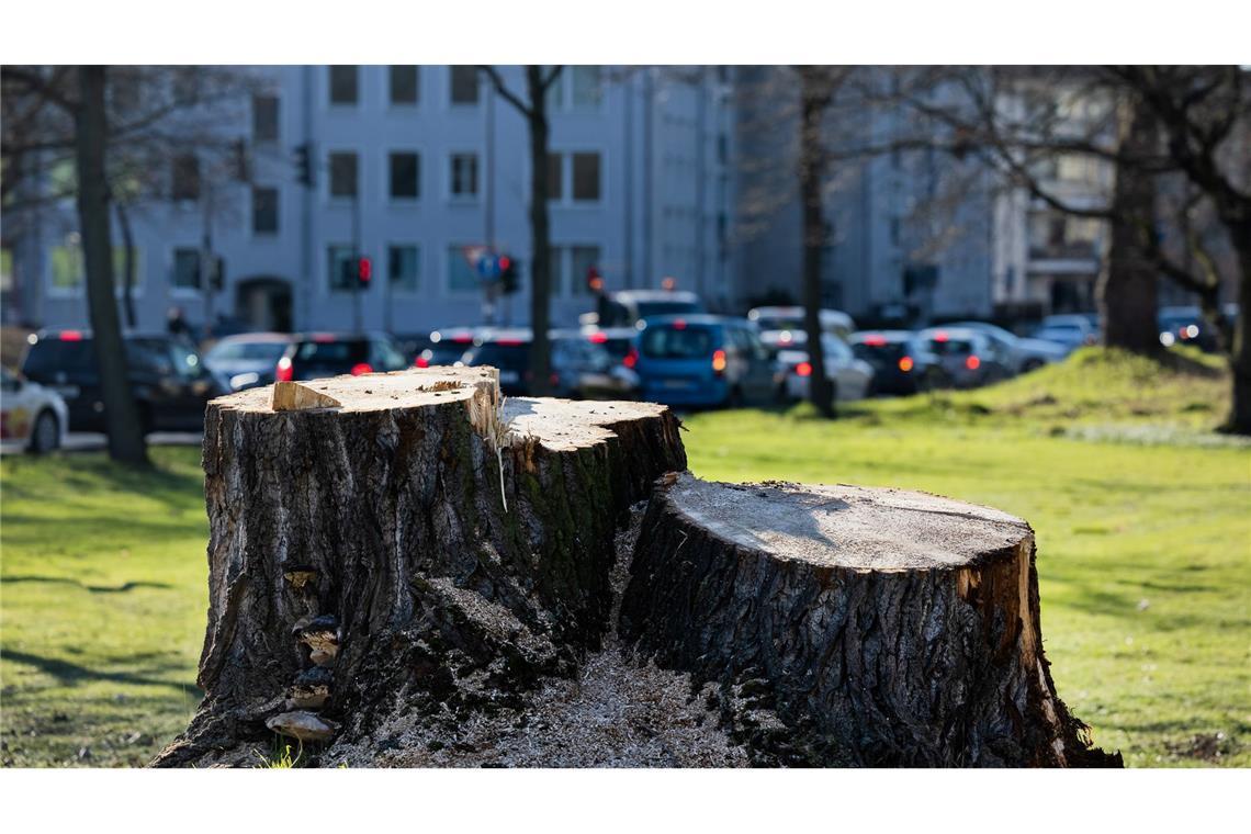 Der gestresste Stadtbaum - Was ihm helfen kann Kommunen müssen noch mehr zum Erhalt ihrer Bäume tun, mahnen Forscher.