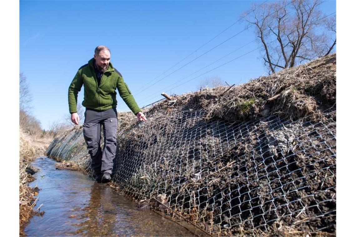 Biber sollen künftig in Ausnahmen auch getötet werden Konrad Frosdorfer, Leiter des Bibermodellprojekts, inspiziert einen Zaun. Foto: Stefan Puchner/dpa