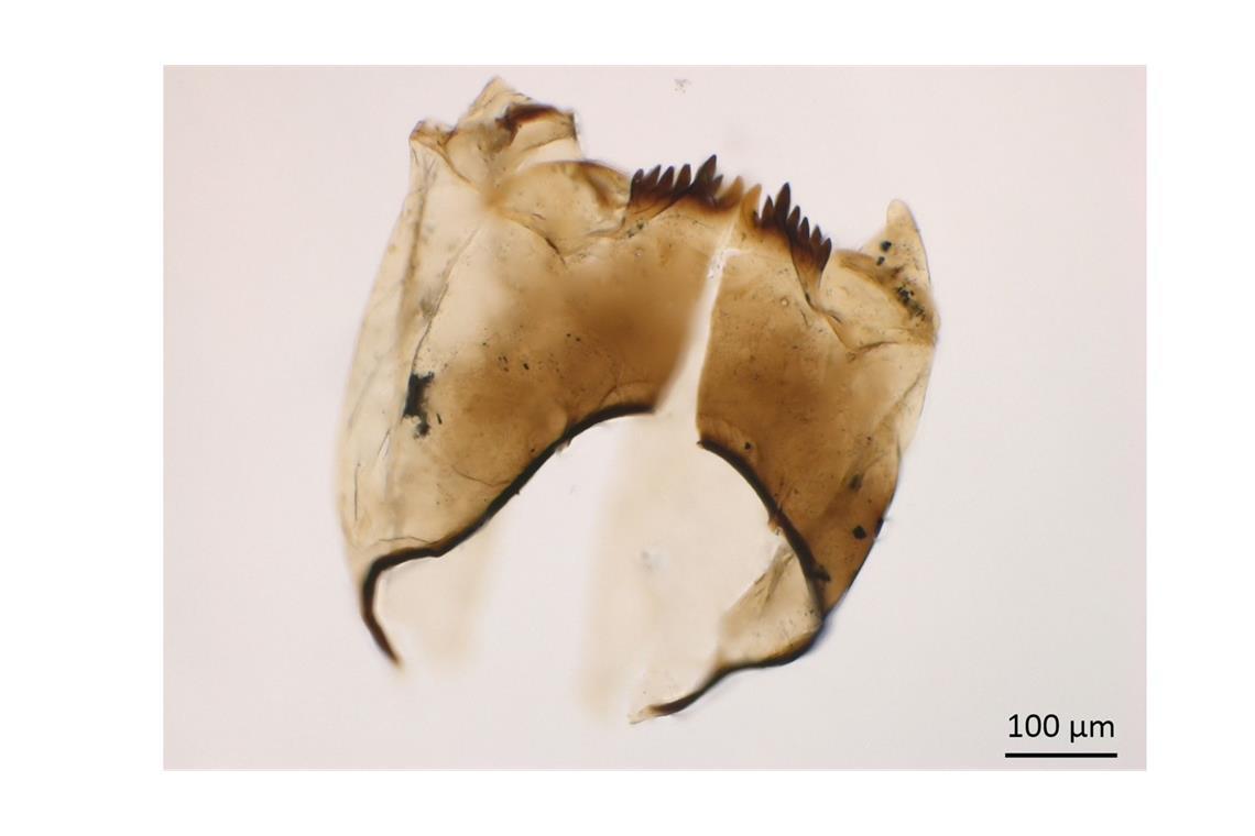 Wie war der Sommer in Deutschland vor 300.000 Jahren? Kopfkapsel einer Zuckmückenlarve des Typs „Microtendipes pedellus“.
