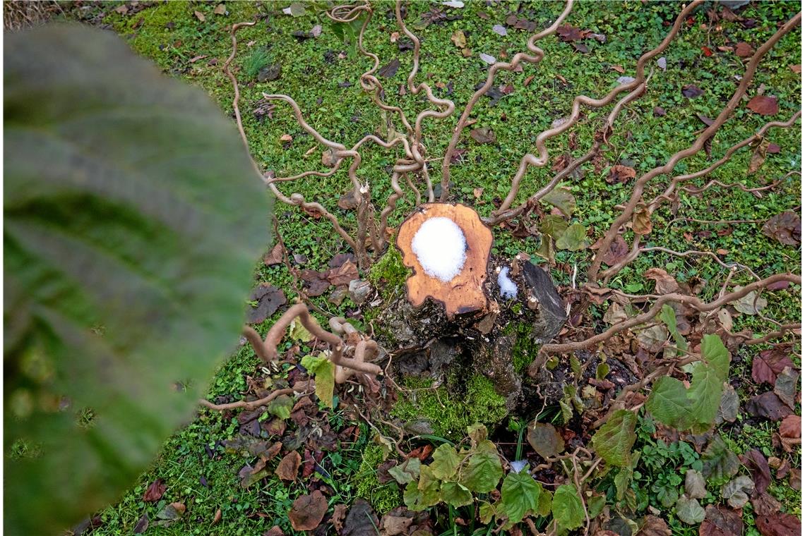 Korkenzieherhaselnuss bei Stefan Czech im Garten