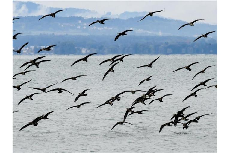 Kormorane fliegen in einem großen Schwarm über den Bodensee. Foto: Felix Kästle/dpa