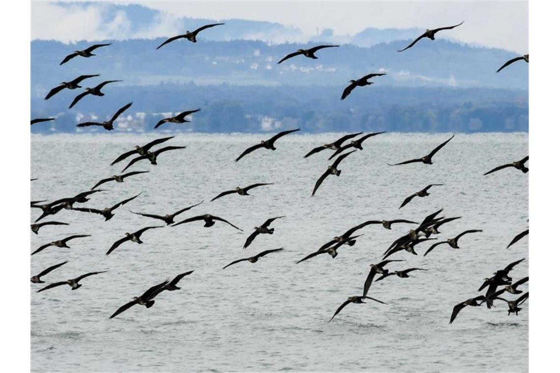 Trotz Abschüssen mehr Kormorane am Bodensee Kormorane fliegen in einem großen Schwarm über den Bodensee. Foto: Felix Kästle/dpa/Archiv