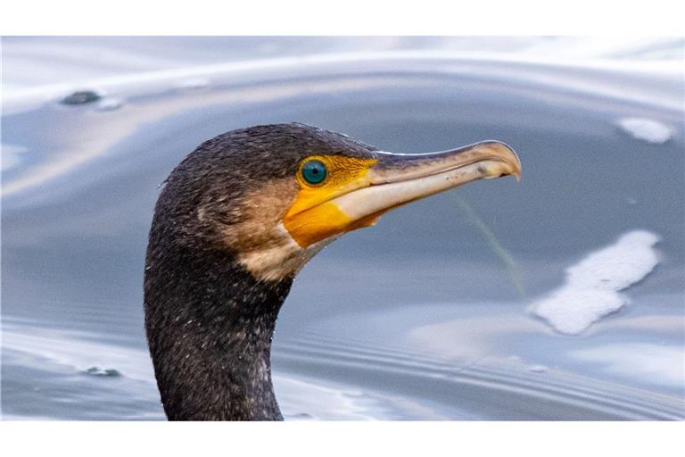 Kormorane sind eigentlich menschenscheu. (Symbolbild)