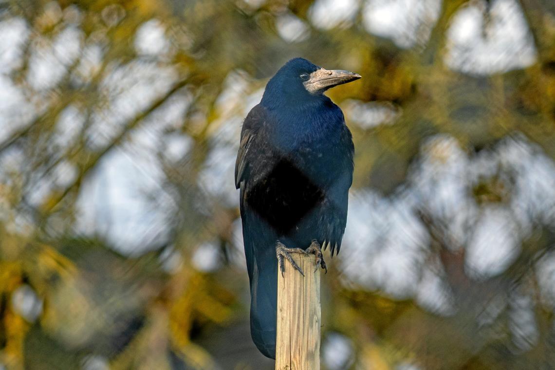 Krähen bleiben ihrem Standort in der Regel treu. Wenn dieser auf einem Schulhof liegt, ist das ein Problem.Foto: Adobe Stock/focus finder