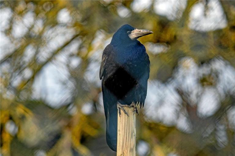 Krähen bleiben ihrem Standort in der Regel treu. Wenn dieser auf einem Schulhof liegt, ist das ein Problem.Foto: Adobe Stock/focus finder