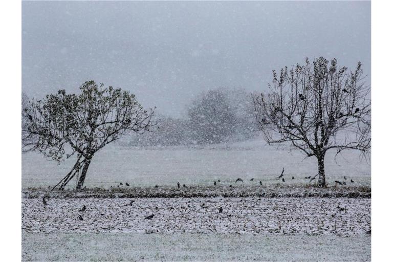 Krähen sitzen bei starkem Schneefall auf Bäumen und auf einem Feld auf der Schwäbischen Alb. Foto: Thomas Warnack/dpa