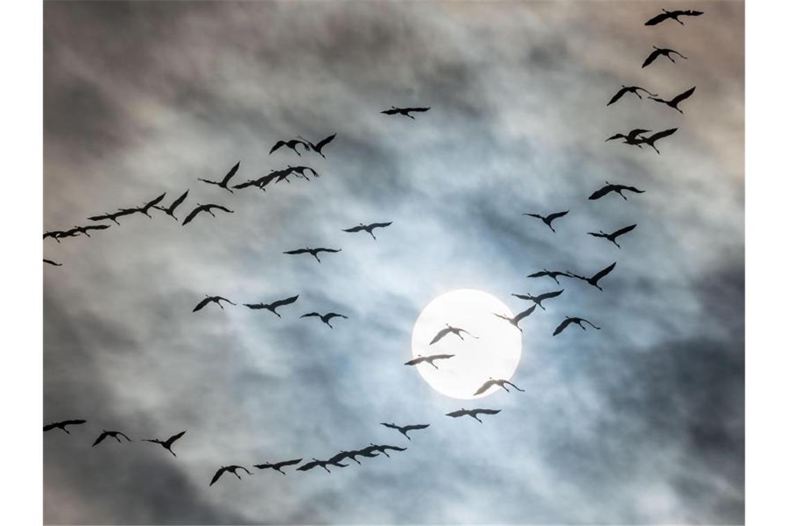 Kraniche fliegen durch den leichtbewölktem Himmel. Foto: Frank Rumpenhorst/dpa/Archivbild