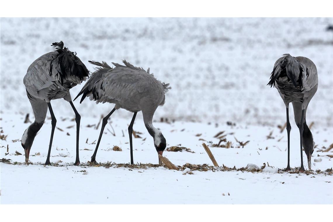 Kraniche suchen auf einem verschneiten Feld bei Kuchelmiß nach Futter.