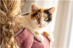 Krankheiten und Schmerzen sind bei Katzen nicht immer leicht zu erkennen.