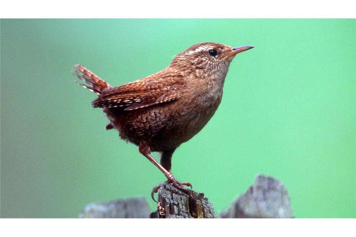 Kritisch wird es vor allem für kleine Tiere schnell. (Archivbild)
