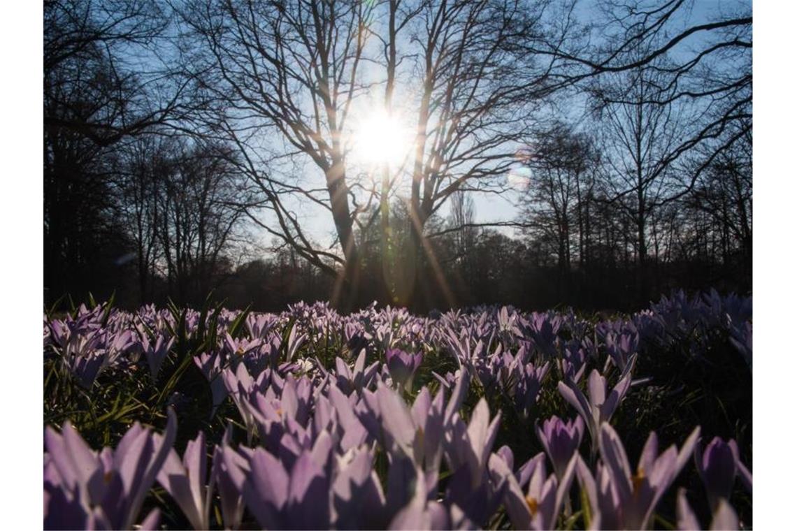 Sonniger kalendarischer Frühlingsanfang im Südwesten Krokusse blühen auf einer Wiese, im Hintergrund scheint die Sonne. Foto: Daniel Bockwoldt/dpa/Symbolbild