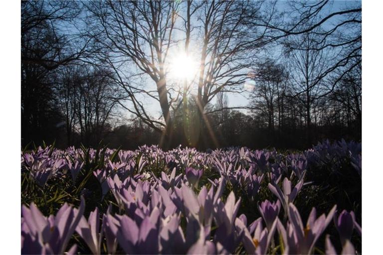 Krokusse blühen auf einer Wiese, im Hintergrund scheint die Sonne. Foto: Daniel Bockwoldt/dpa/Symbolbild