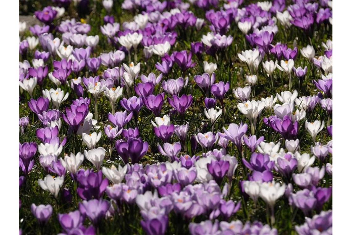 Im Südwesten steht der Frühling vor der Tür Krokusse blühen im Park. Foto: Sebastian Willnow/dpa-Zentralbild/dpa/Archivbild