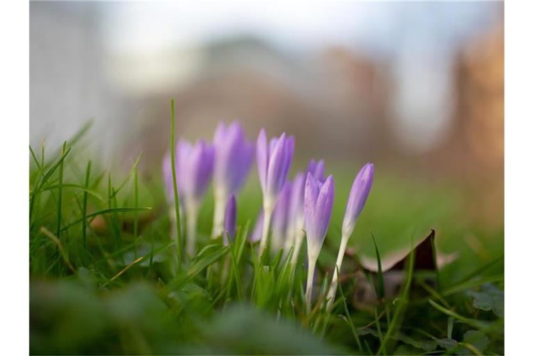 Krokusse blühen in einem Park in der Düsseldorfer Innenstadt. Die Temperaturen in Deutschland sind Ende Januar vielerorts ungewöhnlich mild. Foto: Martin Gerten/dpa