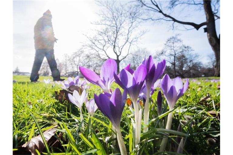 Krokusse im Berggarten an den Herrenhäuser Gärten in Hannover. Foto: Julian Stratenschulte/dpa