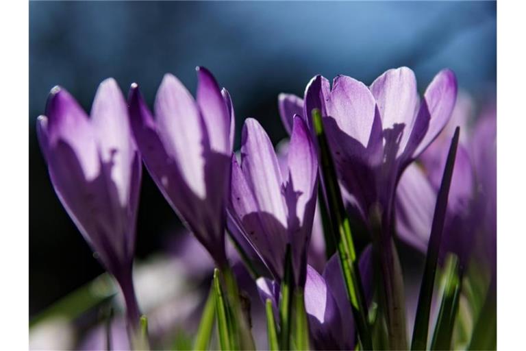Krokusse in einem Park in der Innenstadt von Eckernförde. Foto: Axel Heimken/dpa