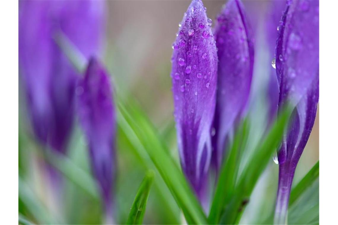 Mix aus Sonne, Wolken und Regen am Wochenende Krokusse stehen im Regen auf einer Wiese. Foto: Sven Hoppe/dpa/Symbolbild