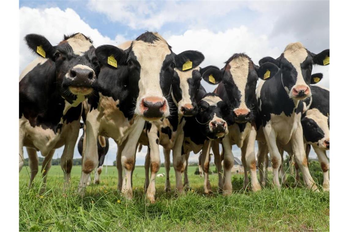Kühe verraten Traktordieb Kühe auf einem Feld. Foto: Jan Woitas/dpa-Zentralbild/dpa/Symbolbild