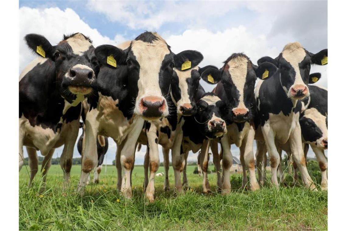 Kühe auf einem Feld. Foto: Jan Woitas/dpa-Zentralbild/dpa/Symbolbild