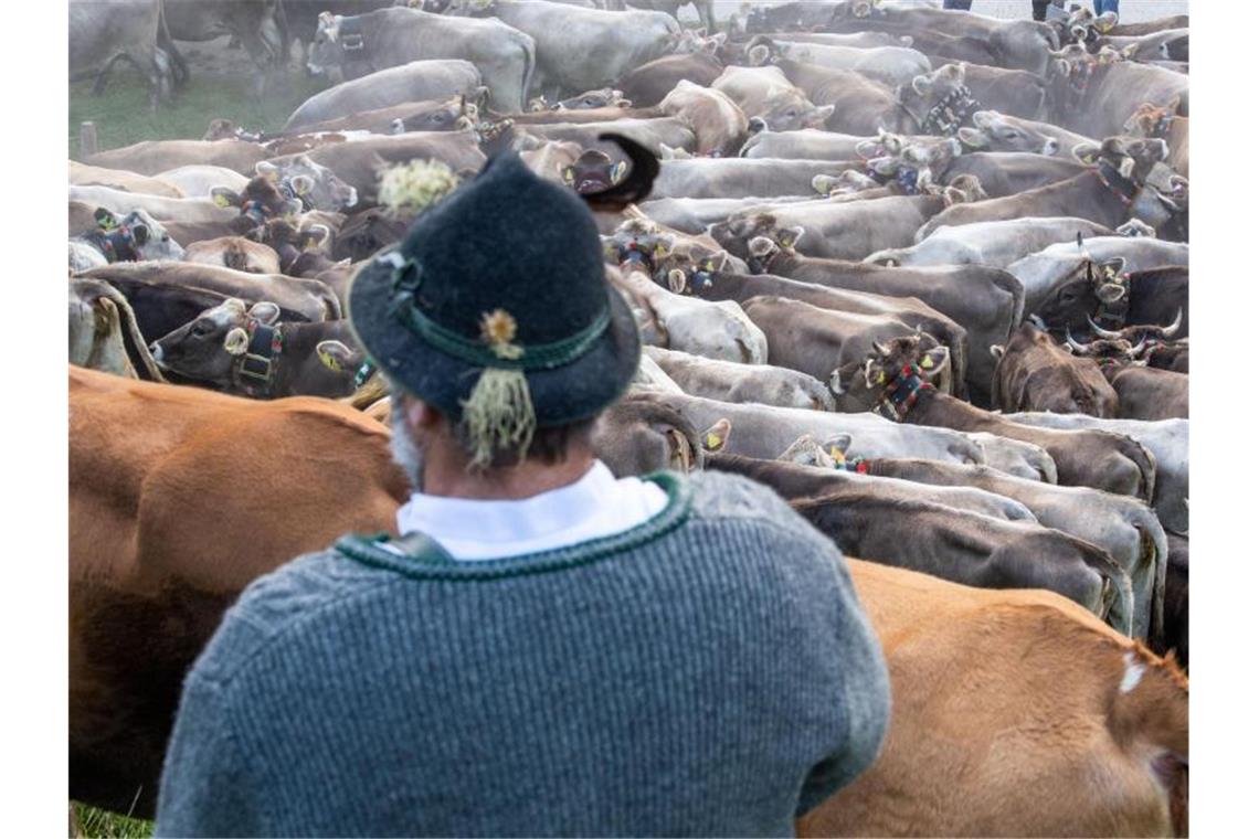 Viehscheide im Allgäu wegen Corona ohne Zuschauer