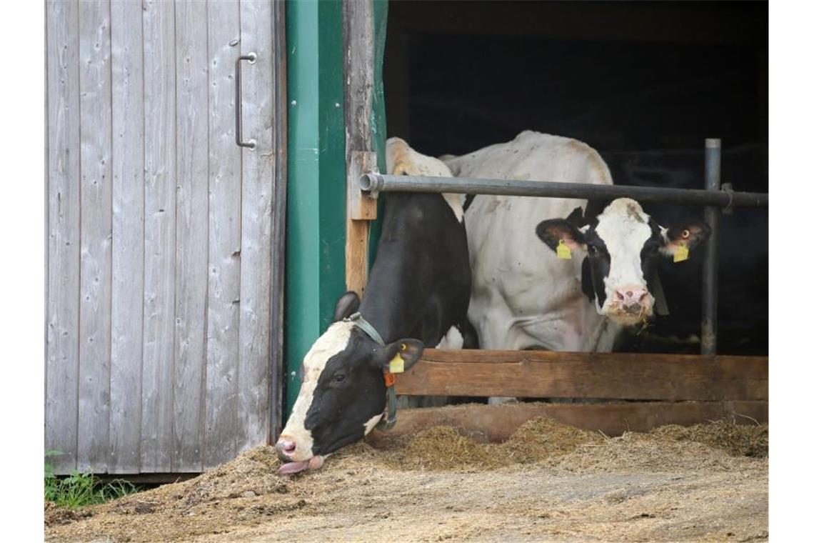 Kühe stehen in einem landwirtschaftlichen Großbetrieb in einem Stall. Foto: Karl-Josef Hildenbrand