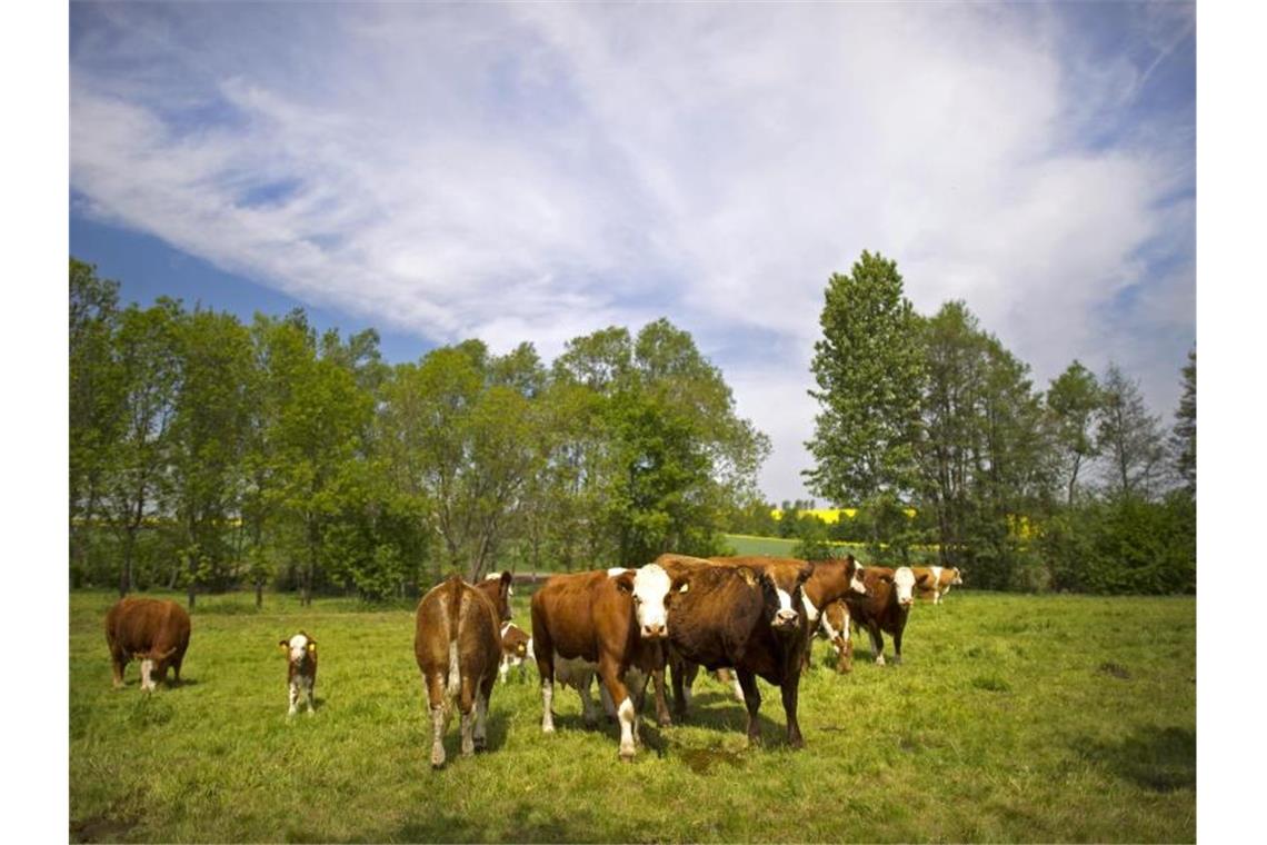 Kühe und Kälber grasen auf einer Weide in Sachsen. Foto: Arno Burgi/dpa-Zentralbild/dpa