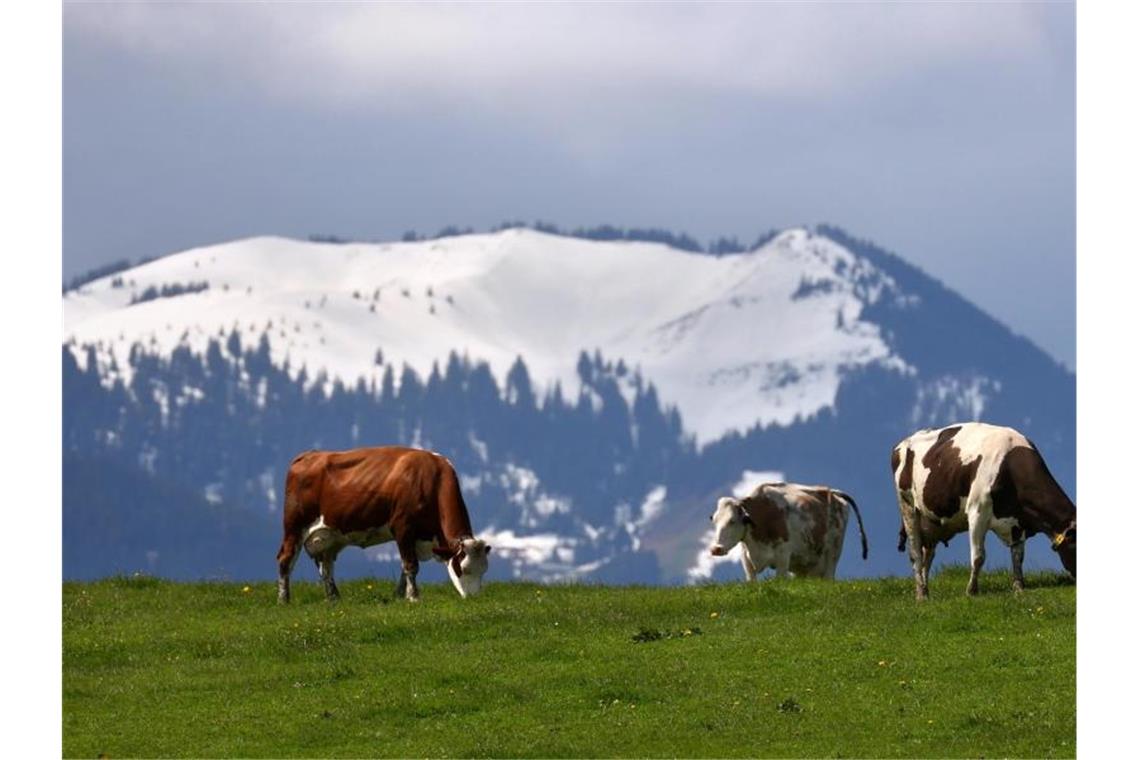 Zu viel Schnee: Kühe dürfen erst später auf Almen und Alpen Kühe weiden im Tal vor schneebedeckten Bergen. Foto: Karl-Josef Hildenbrand/dpa