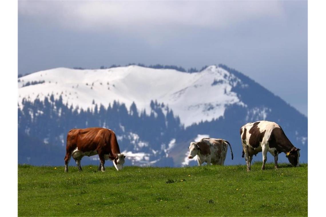 Zu viel Schnee: Kühe dürfen erst später auf Almen und Alpen Kühe weiden im Tal vor schneebedeckten Bergen. Foto: Karl-Josef Hildenbrand/dpa
