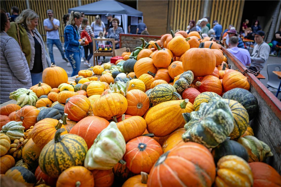 Kürbisse in allen Größen und Varianten gibt es beim Kürbisfest in Oppenweiler.