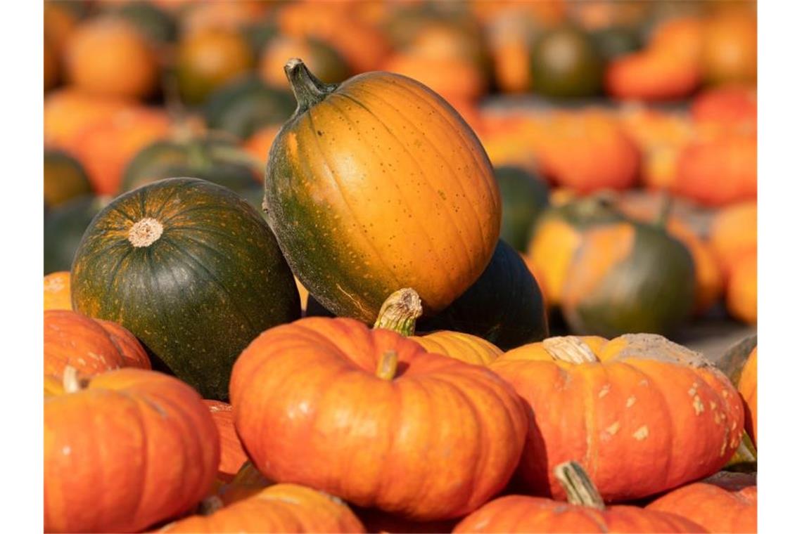 Der Kürbis als „Trend-Gemüse“: Nicht nur zu Halloween
