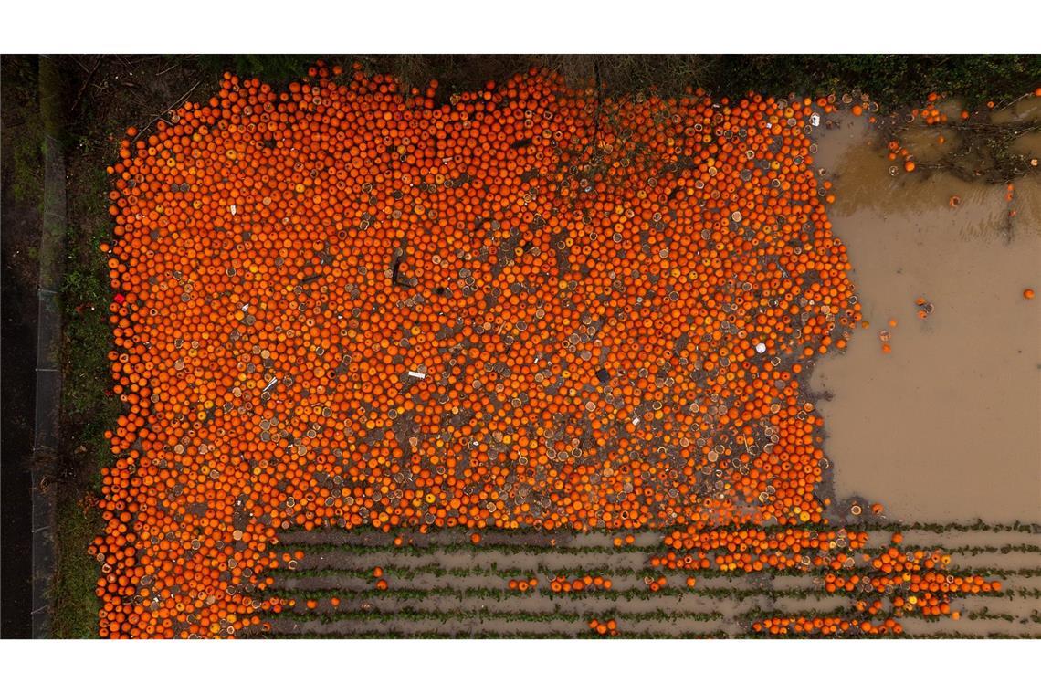 Kürbisse liegen auf einem überschwemmten Feld bei Kent, Washington.