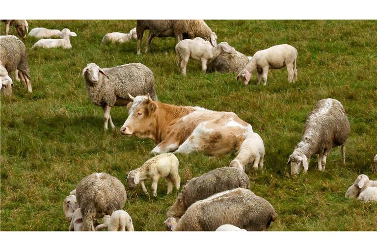 Kuh „Mücke“ sitzt umringt von Schafen auf einer Wiese.