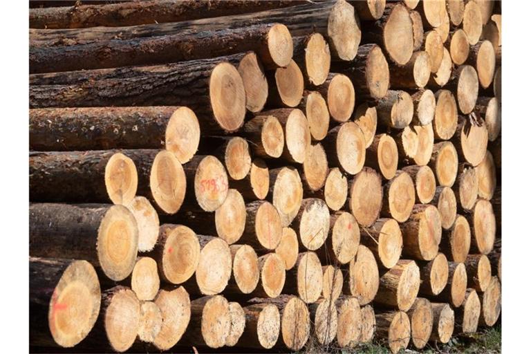 Kurioserweise führt gerade die geschwächte Widerstandskraft der Wälder in den nächsten Jahren zu einem kontinuierlichen Holz-Nachschub. Foto: Hendrik Schmidt/dpa-Zentralbild/dpa