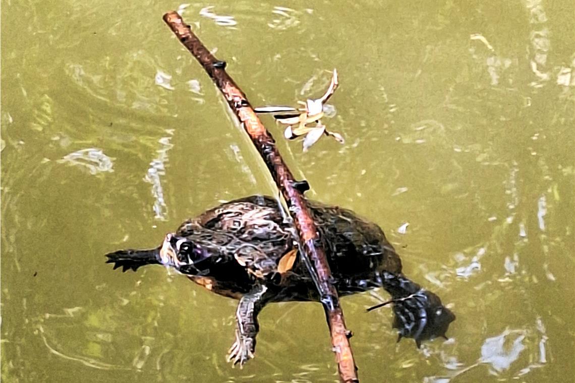 Schildkröte in der Murr Kurz nach diesem Foto ist das Tier in der Murr abgetaucht. Foto: Kai Wieland