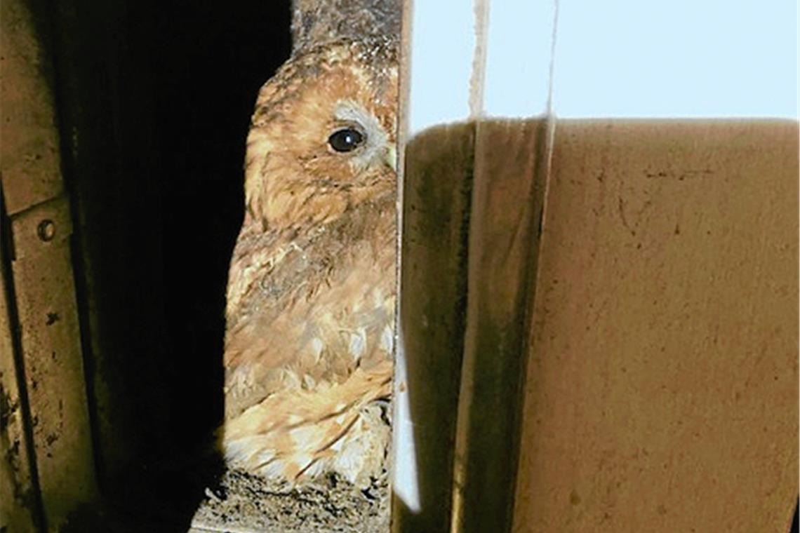 Eule verirrt sich in Kamin Kurz vor der Rettung hielt Walter Bay den Vogel noch auf einem Foto fest. Foto: privat