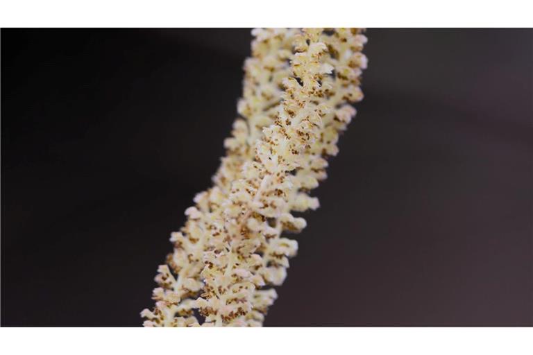 Kurz vorm Abflug - Pollensaison geht los