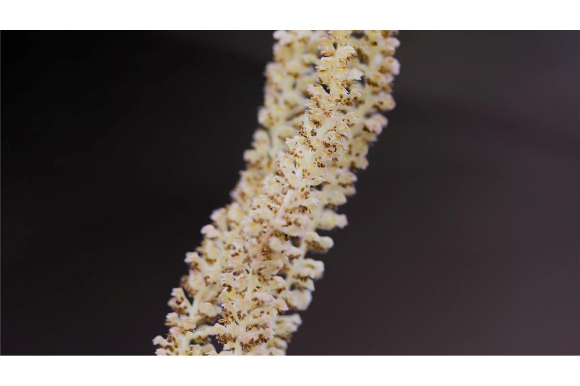 Kurz vorm Abflug - Pollensaison geht los