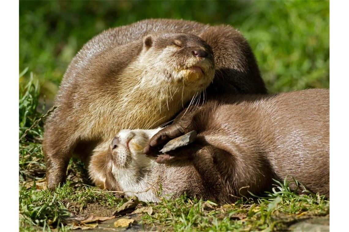 Kurzkrallenotter spielen mit einem Stein. Foto: Carol Bennetto/-/dpa/Archivbild